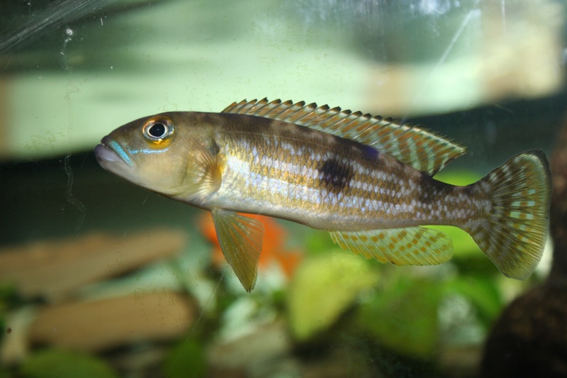 Lepidiolamprologus pleuromaculatus